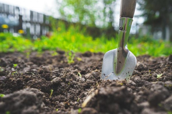 a garden shovel dug mid-way through the soil